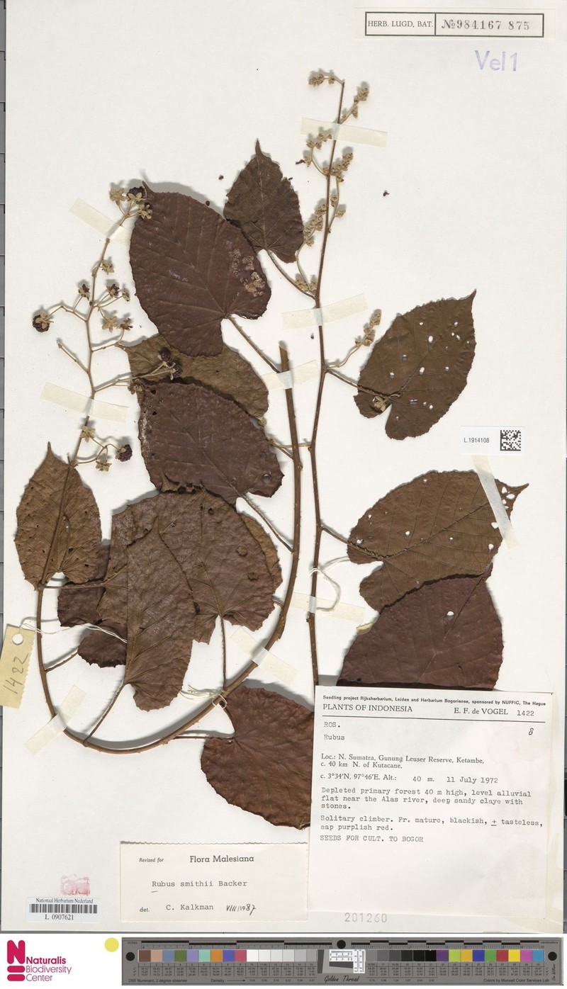 Rubus smithii photo 7