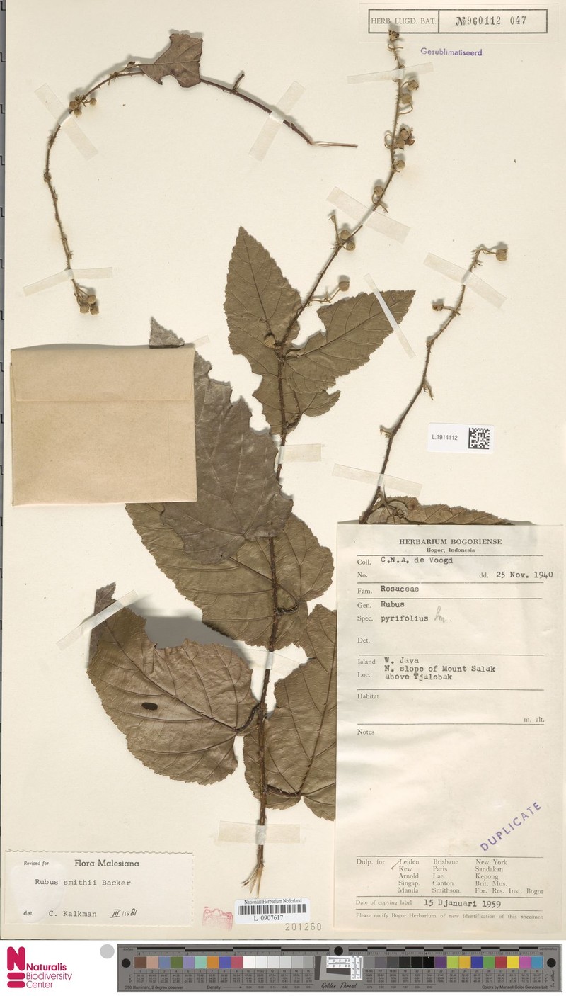 Rubus smithii photo 8