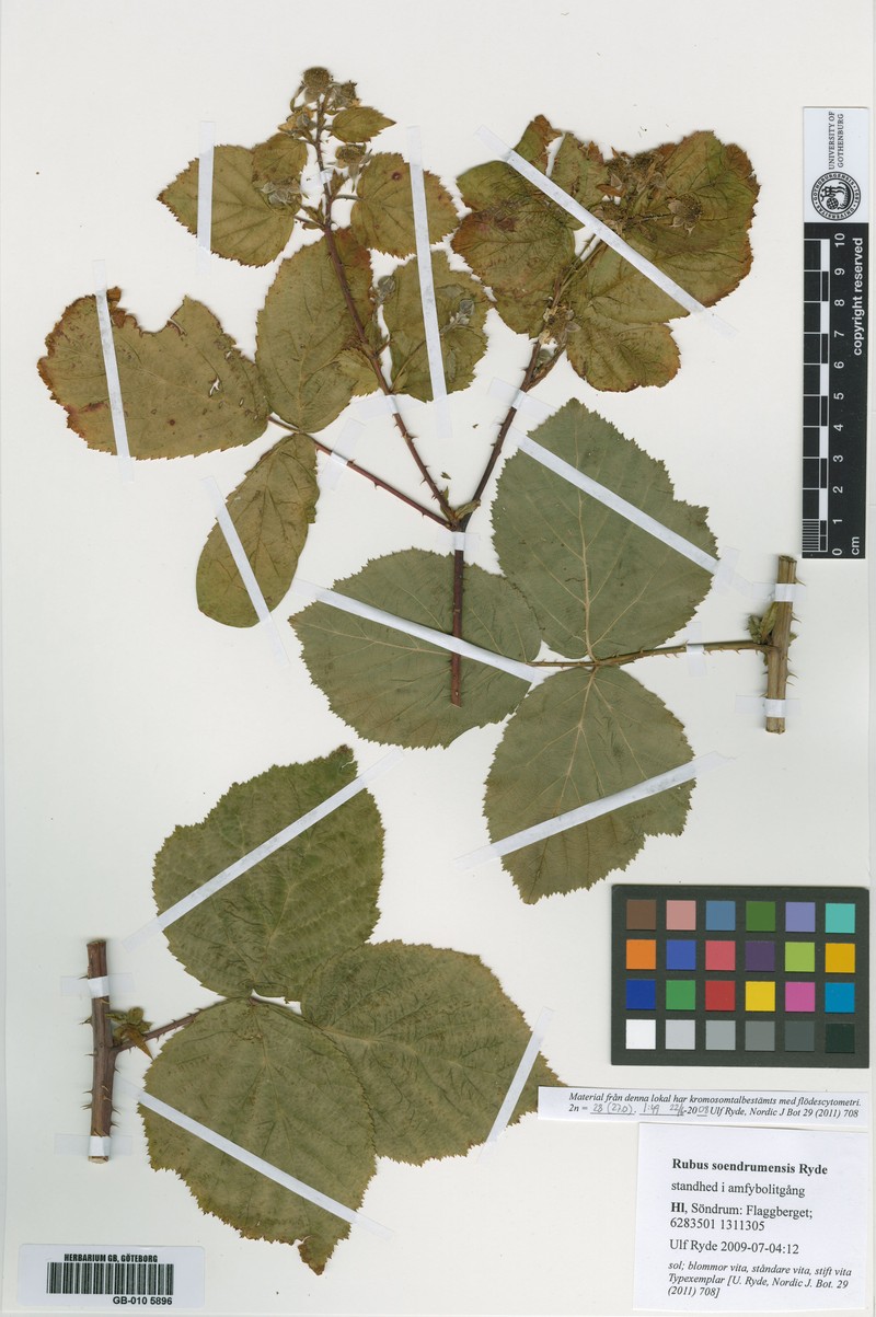 Rubus soendrumensis