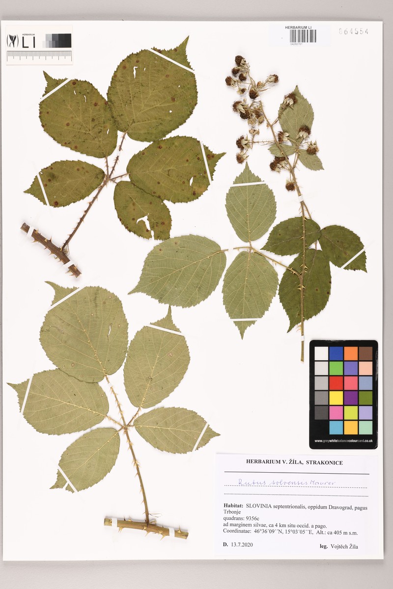 Rubus solvensis