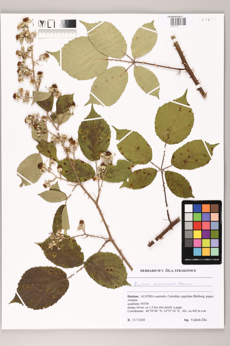 Rubus solvensis photo 2