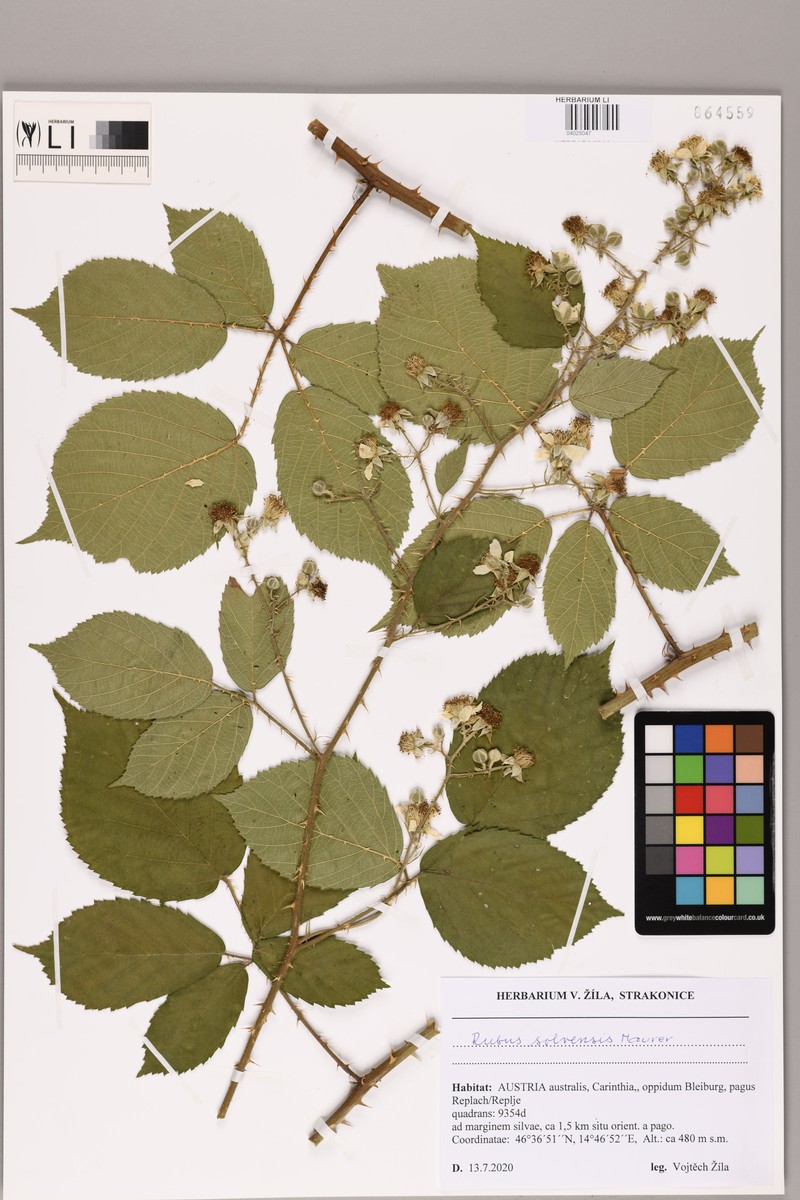 Rubus solvensis photo 3