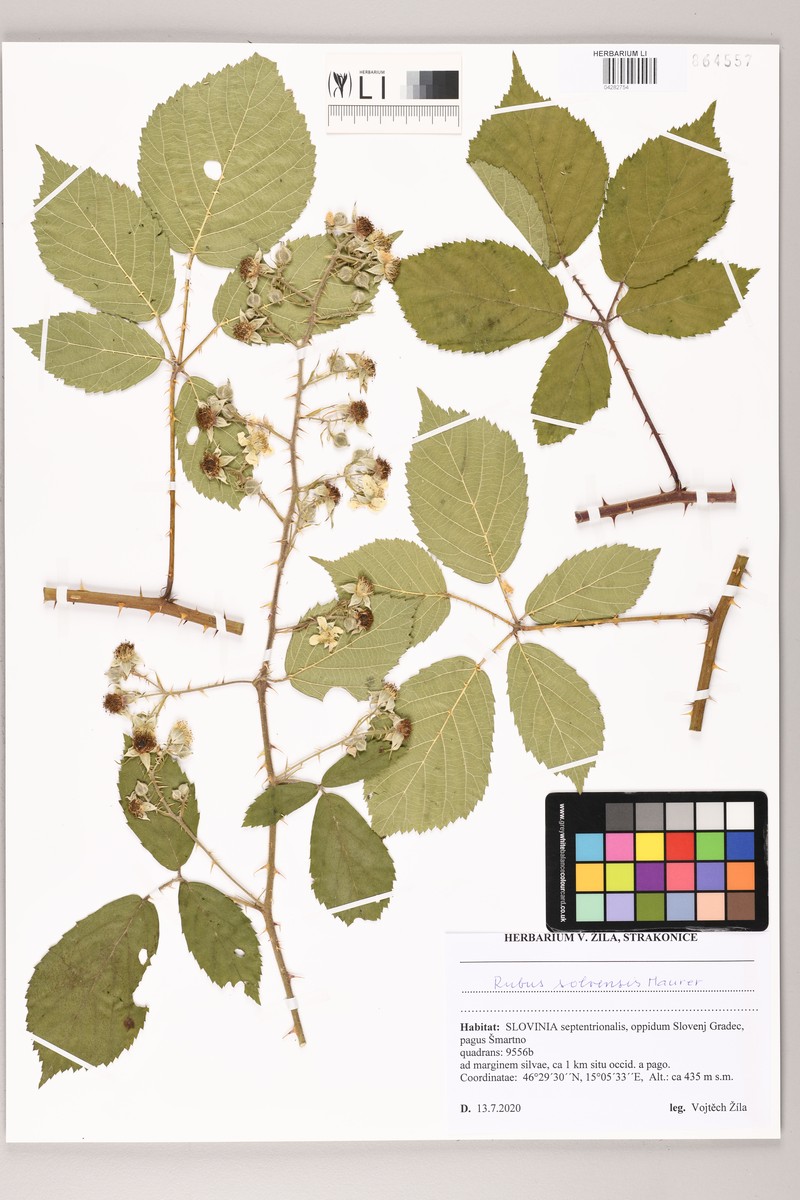 Rubus solvensis photo 4