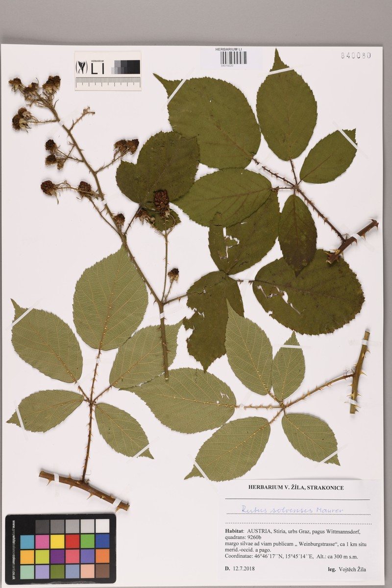 Rubus solvensis photo 5