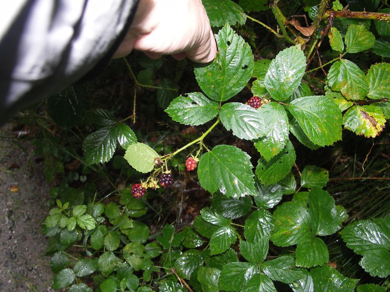Rubus sorbicus photo 2