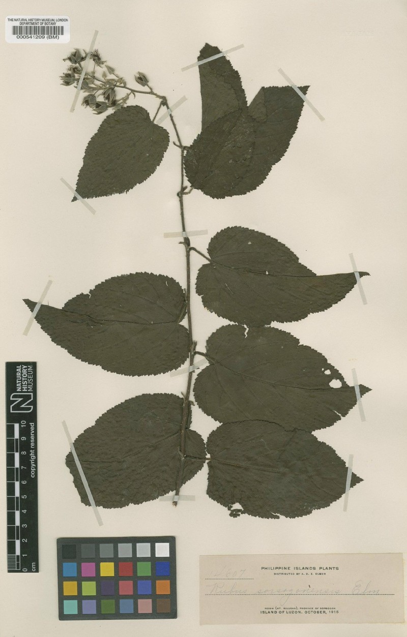 Rubus sorsogonensis