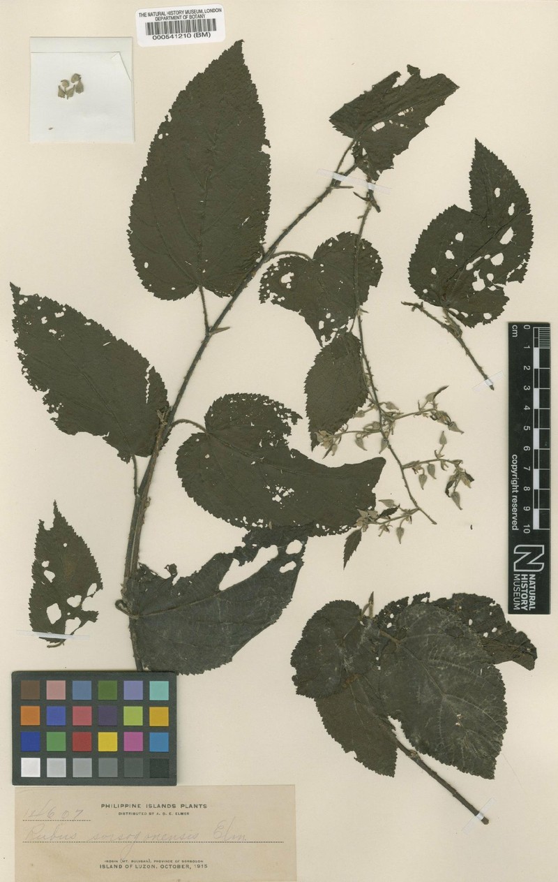 Rubus sorsogonensis photo 2