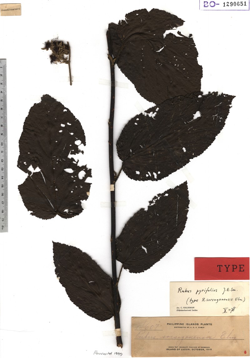 Rubus sorsogonensis photo 3