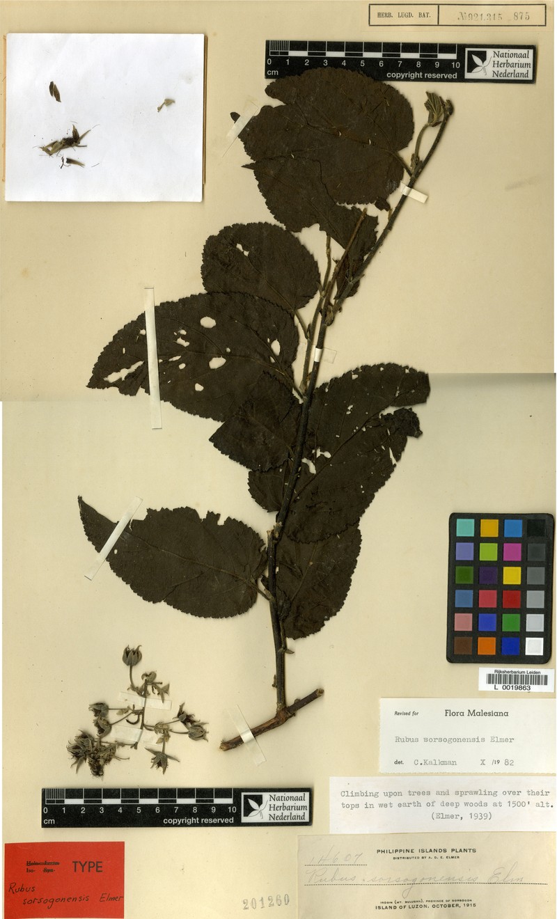 Rubus sorsogonensis photo 4