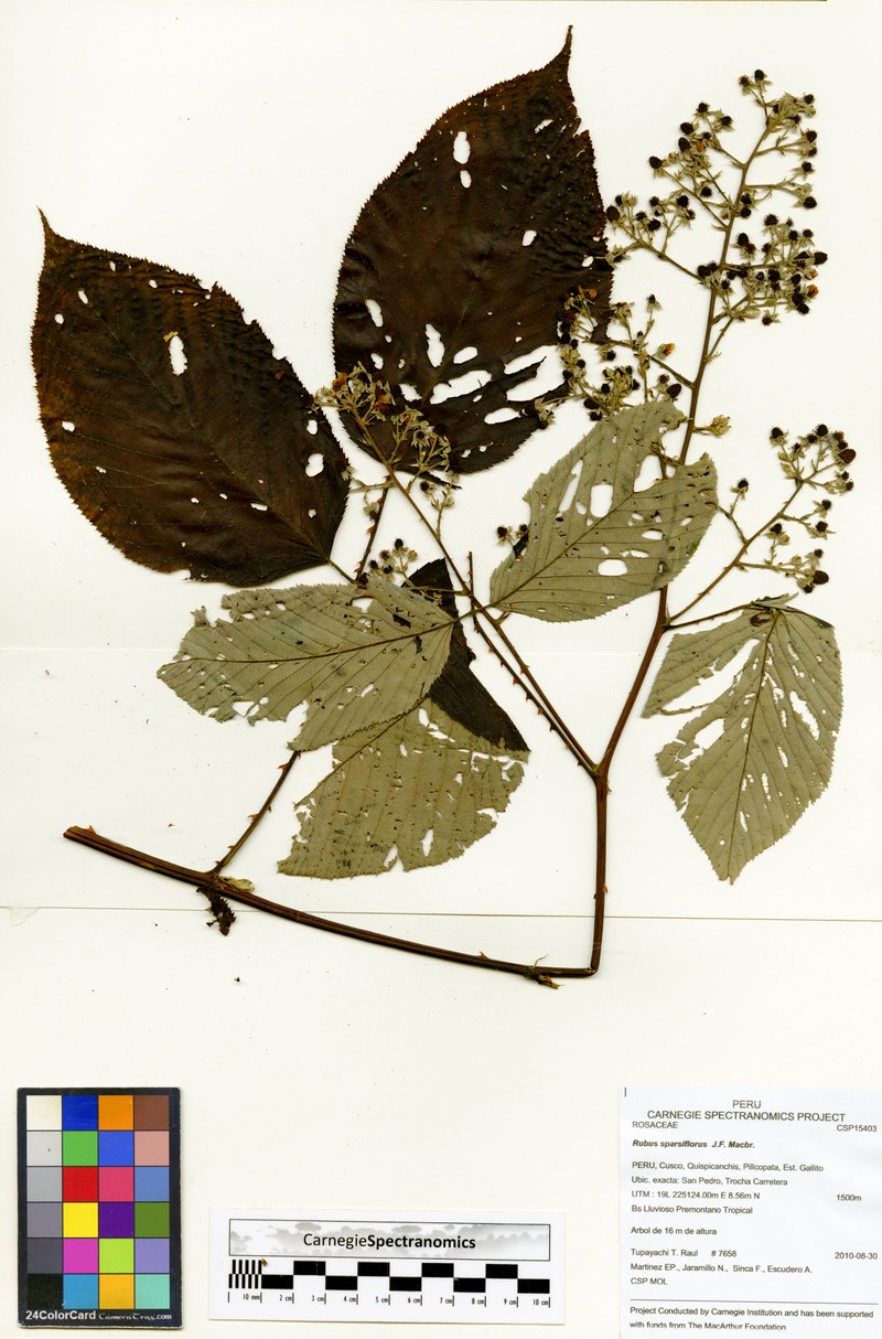 Rubus sparsiflorus
