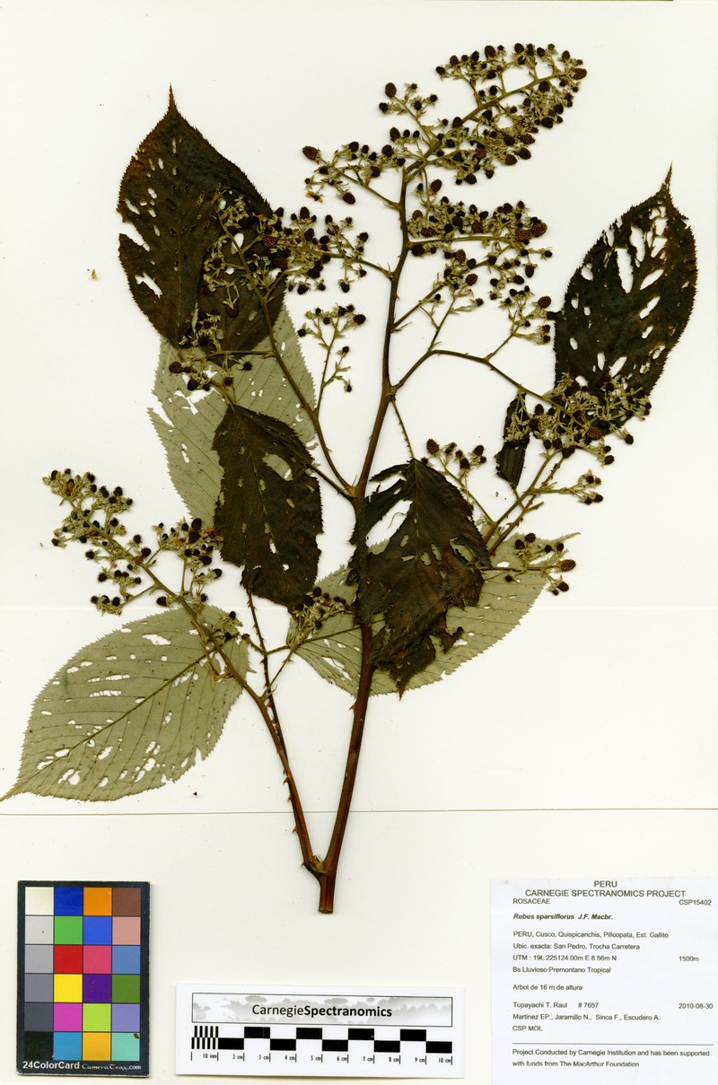 Rubus sparsiflorus photo 2