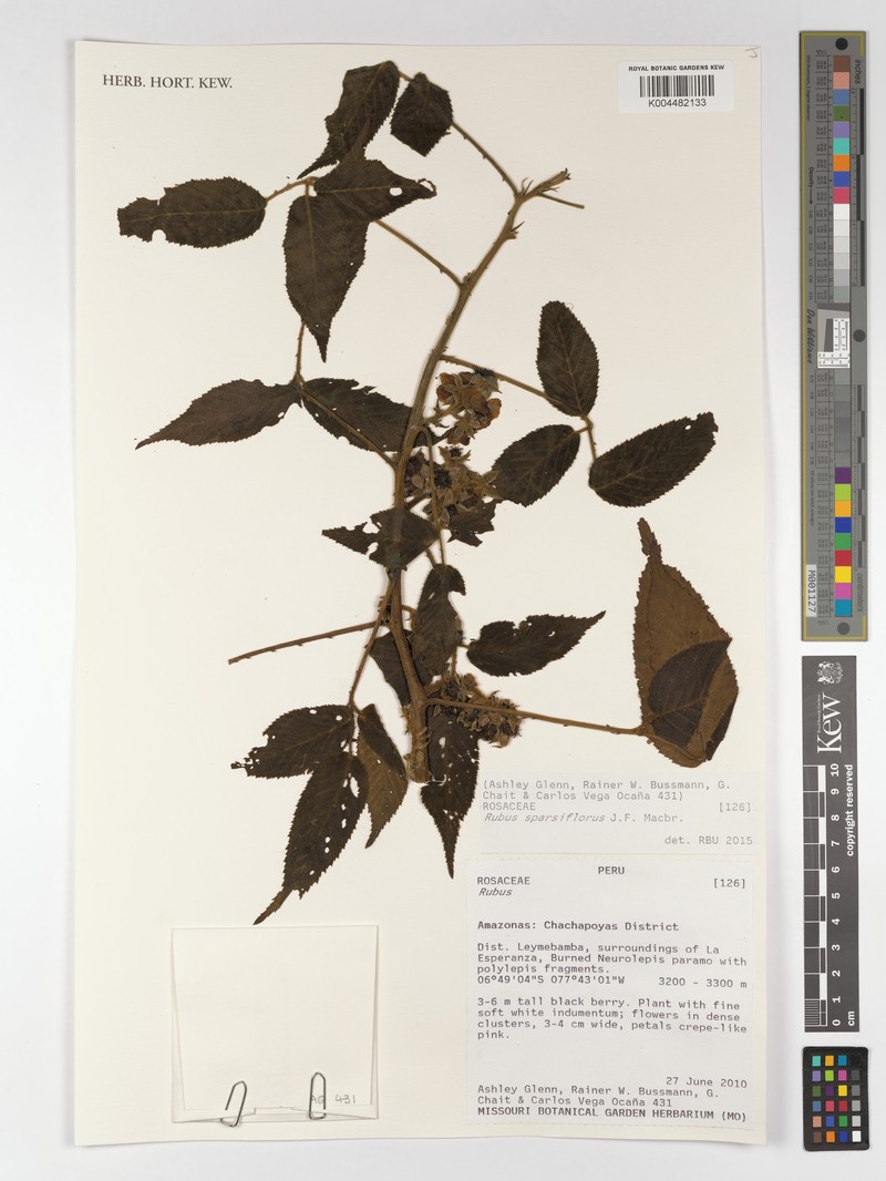 Rubus sparsiflorus photo 3