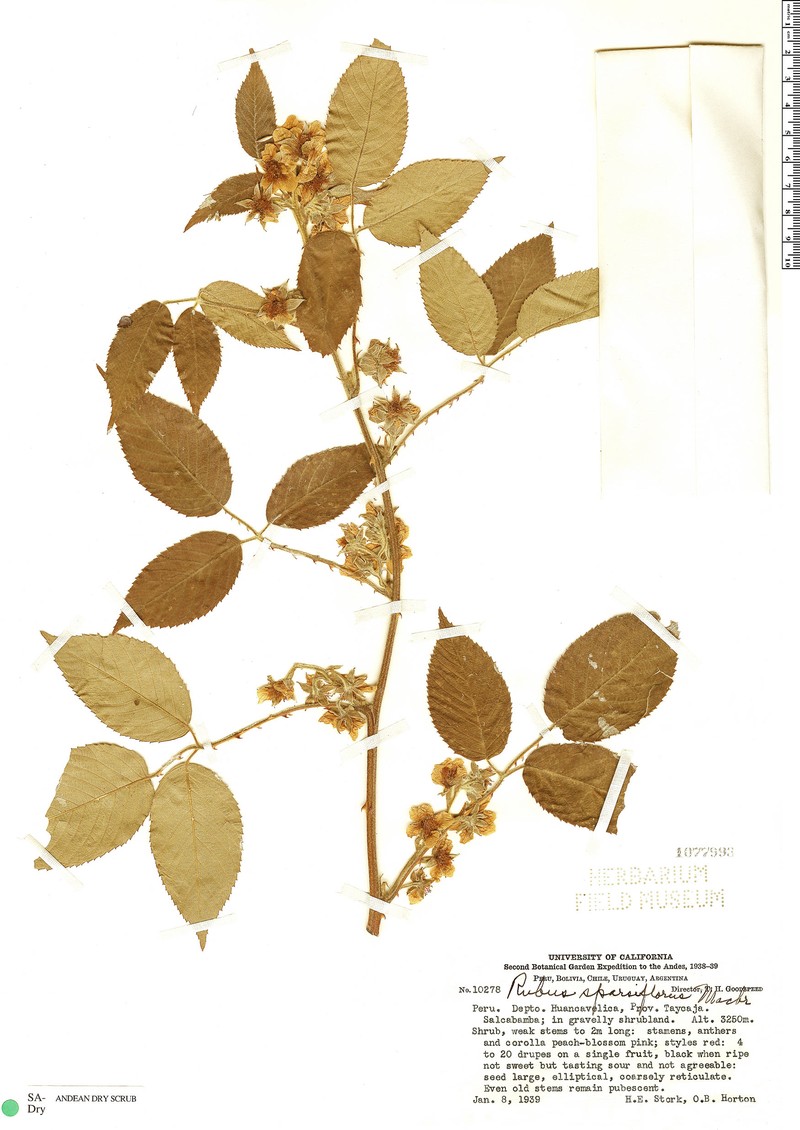 Rubus sparsiflorus photo 4