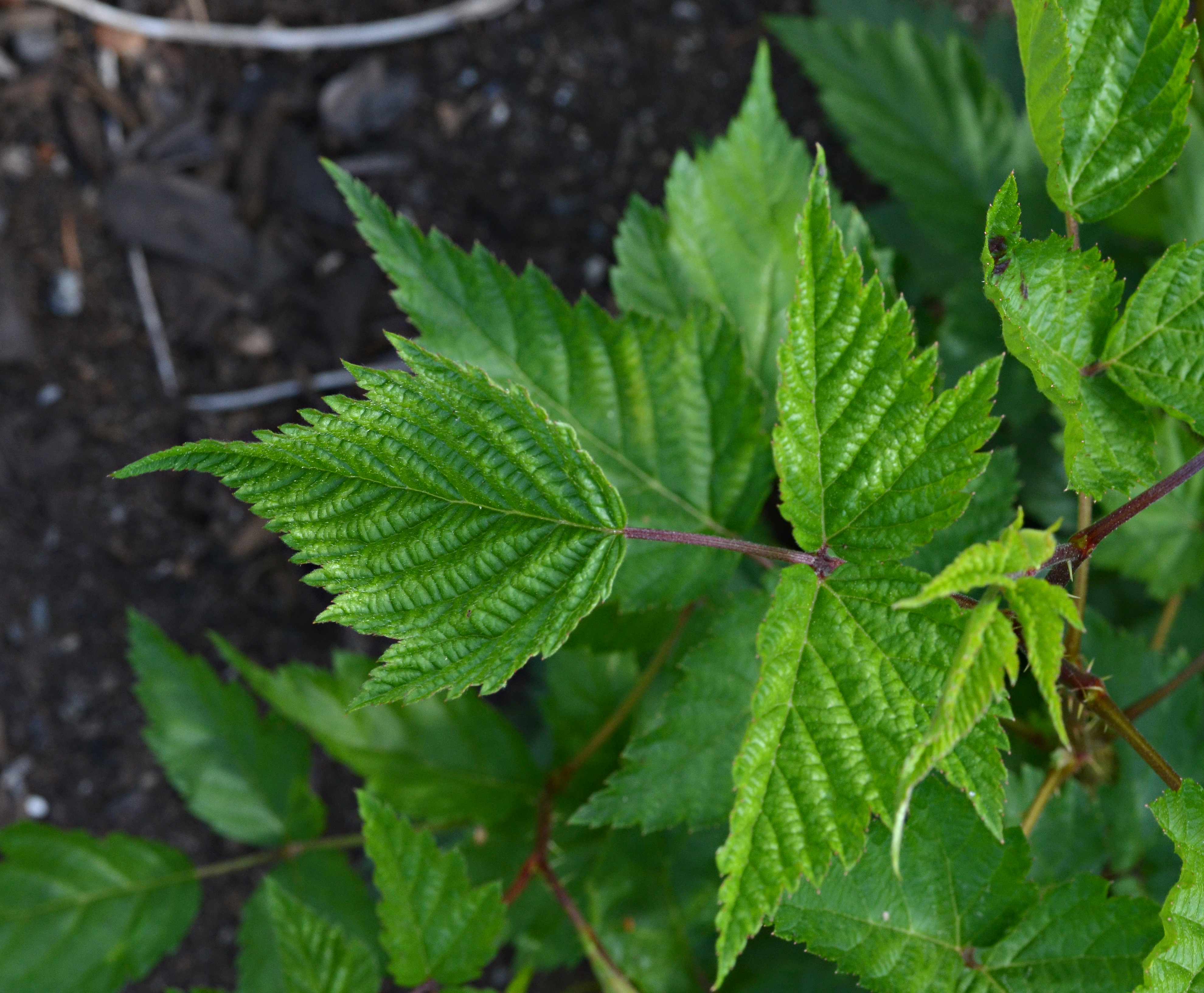 Salmonberry photo 5