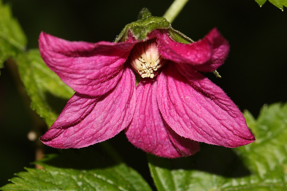 Salmonberry photo 6