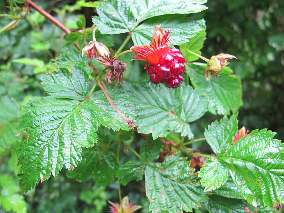Salmonberry