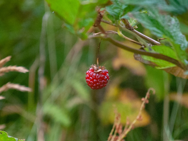 Salmonberry photo 2