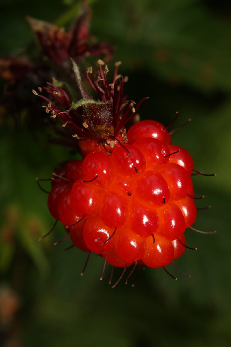 Salmonberry photo 3