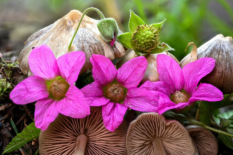 Salmonberry photo 5