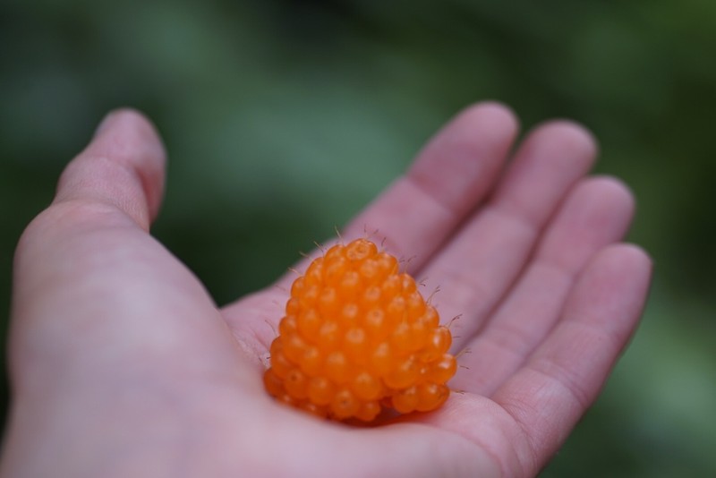 Salmonberry photo 6