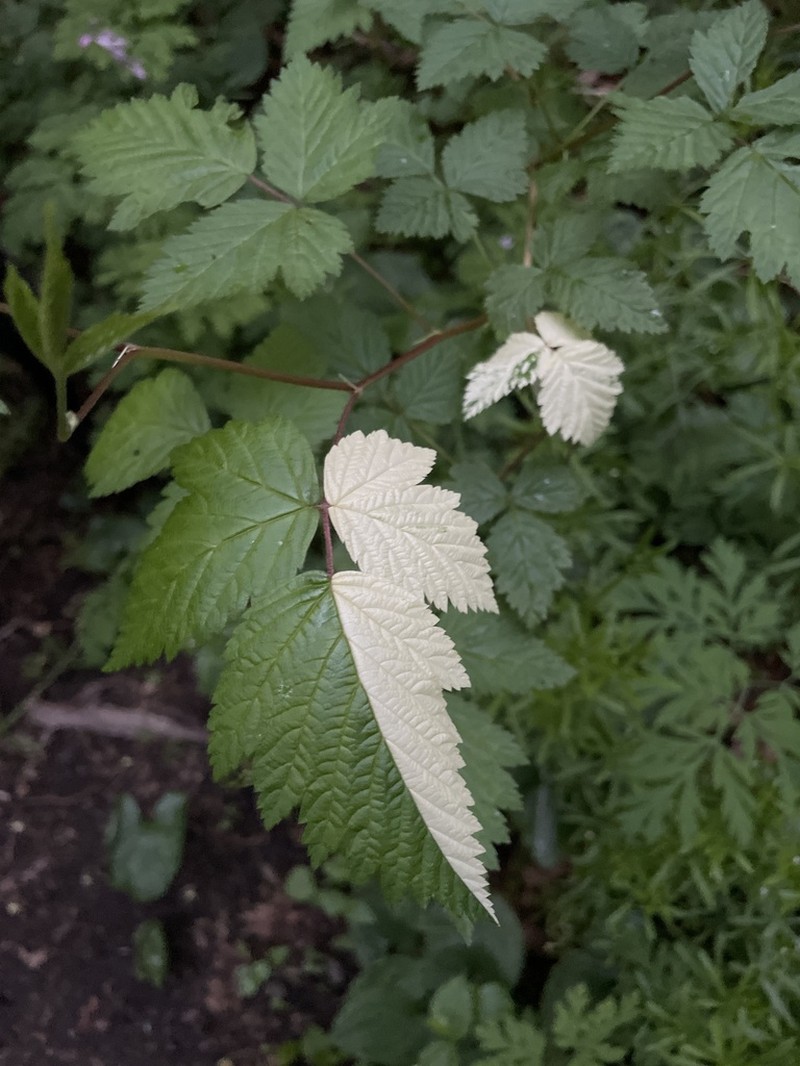 Salmonberry photo 7