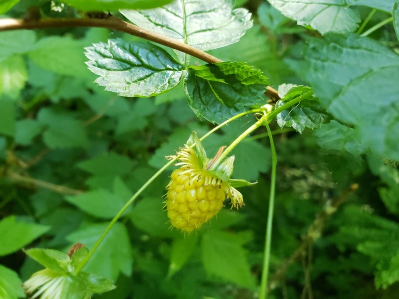 Salmonberry photo 8