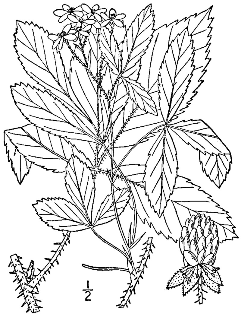 Sphagnum Blackberry