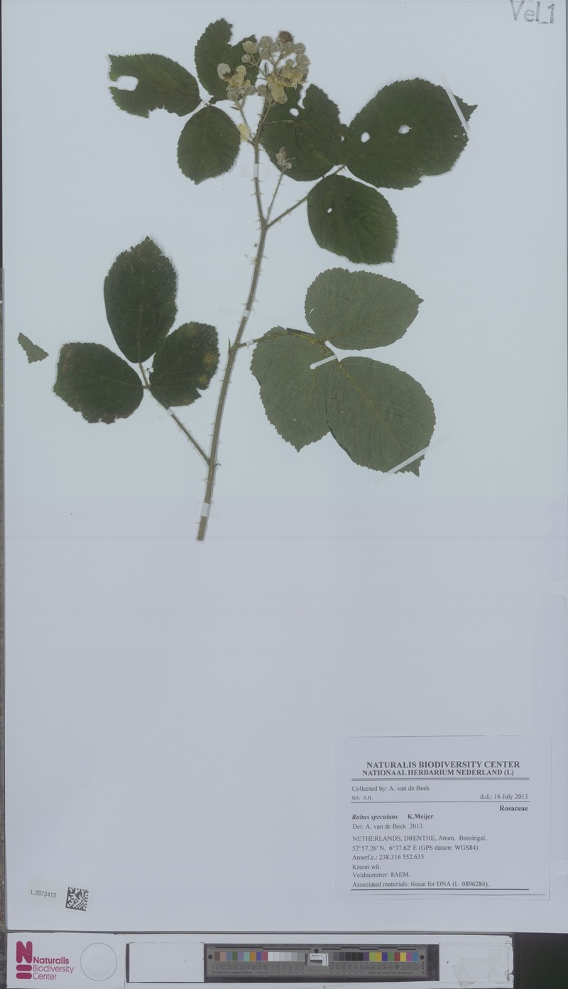 Rubus speculans