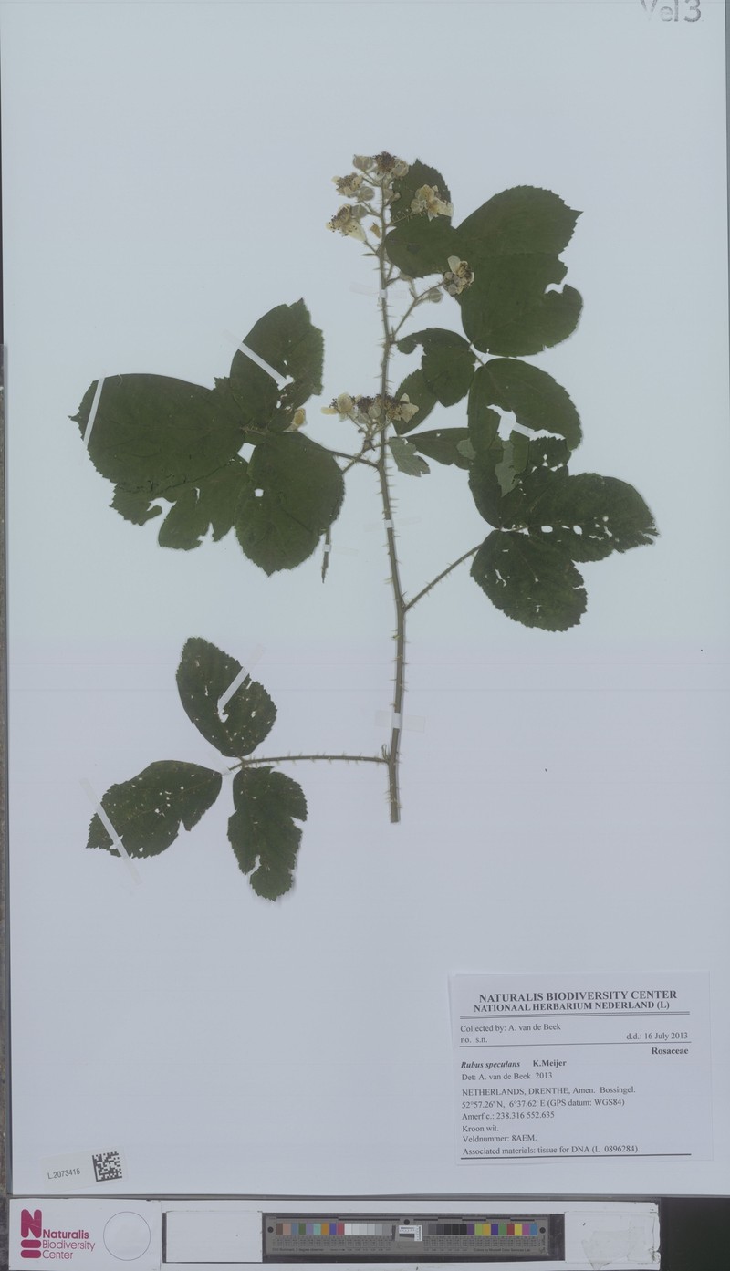 Rubus speculans photo 2