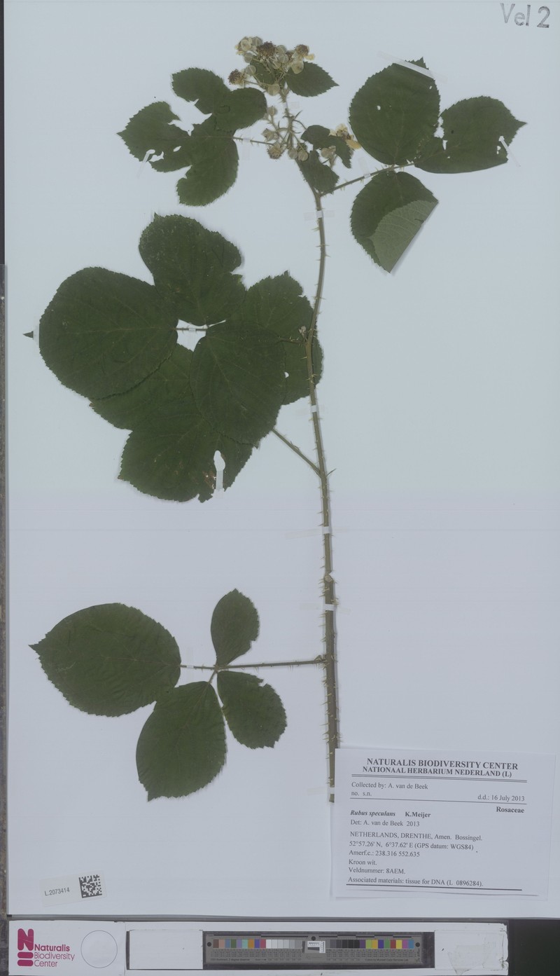 Rubus speculans photo 3