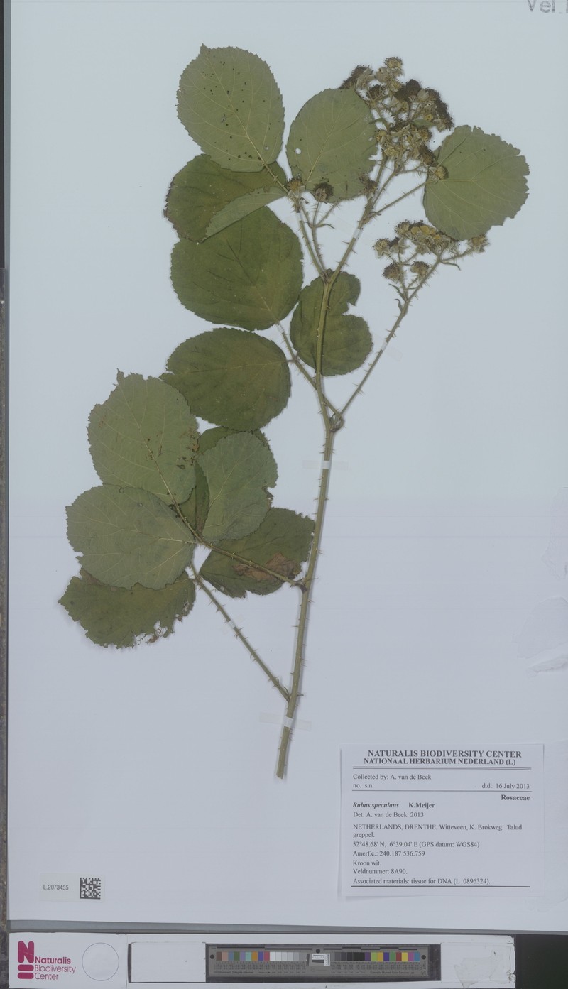 Rubus speculans photo 4