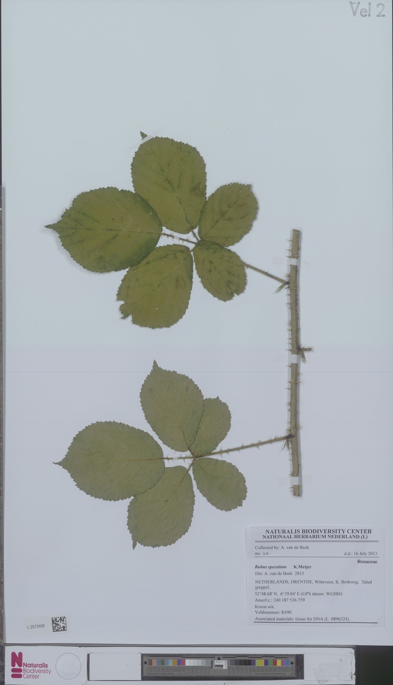 Rubus speculans photo 5