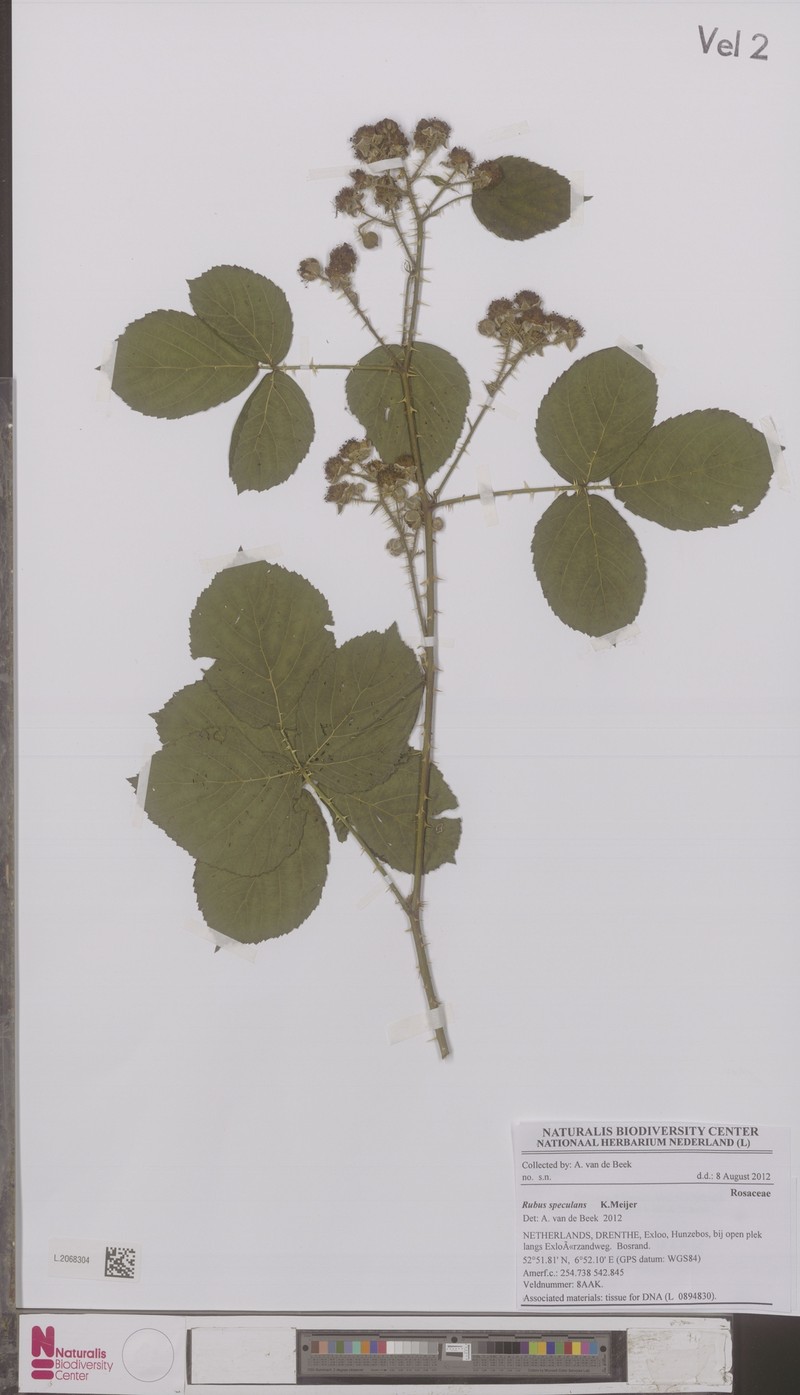 Rubus speculans photo 6