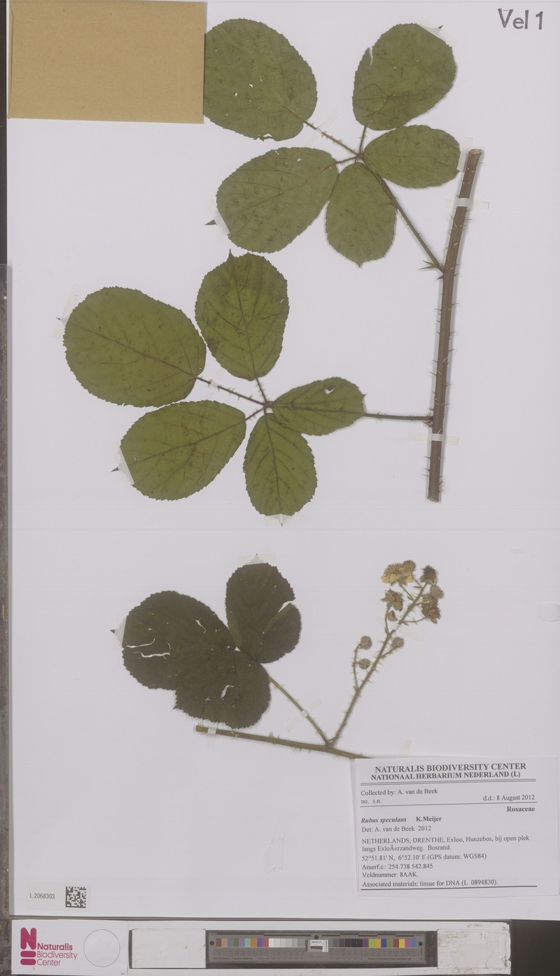 Rubus speculans photo 7