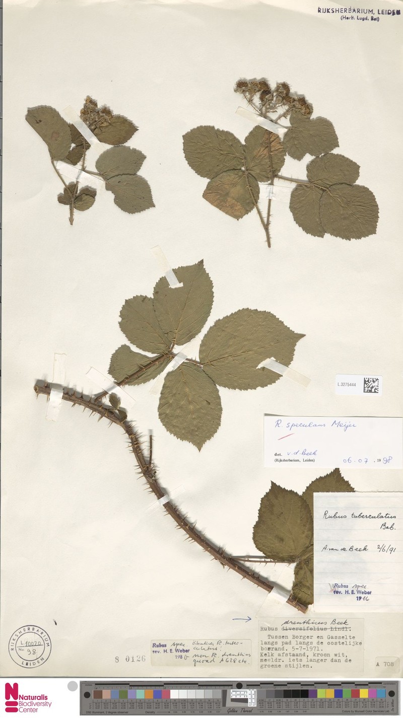 Rubus speculans photo 8