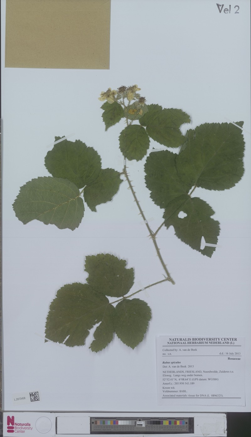 Rubus spiculus