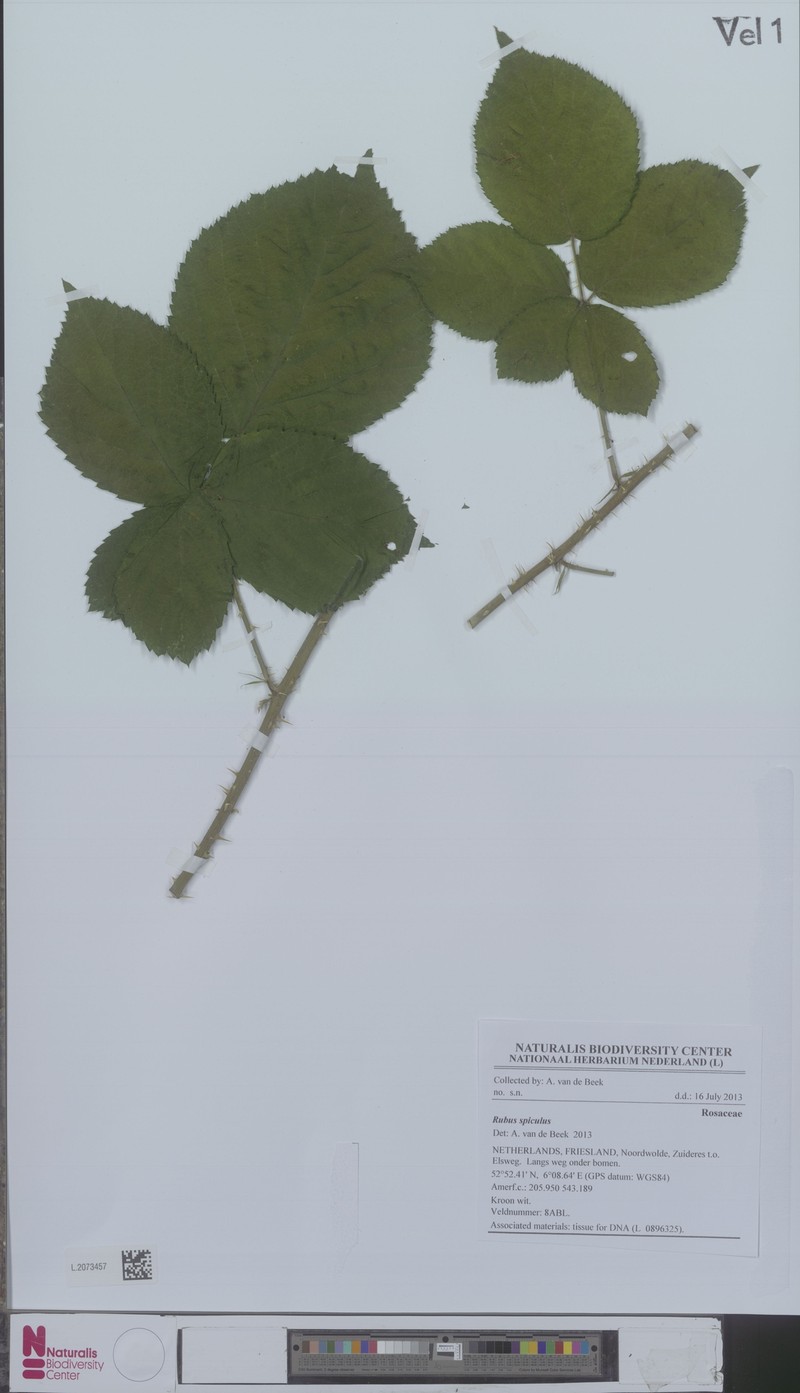 Rubus spiculus photo 2