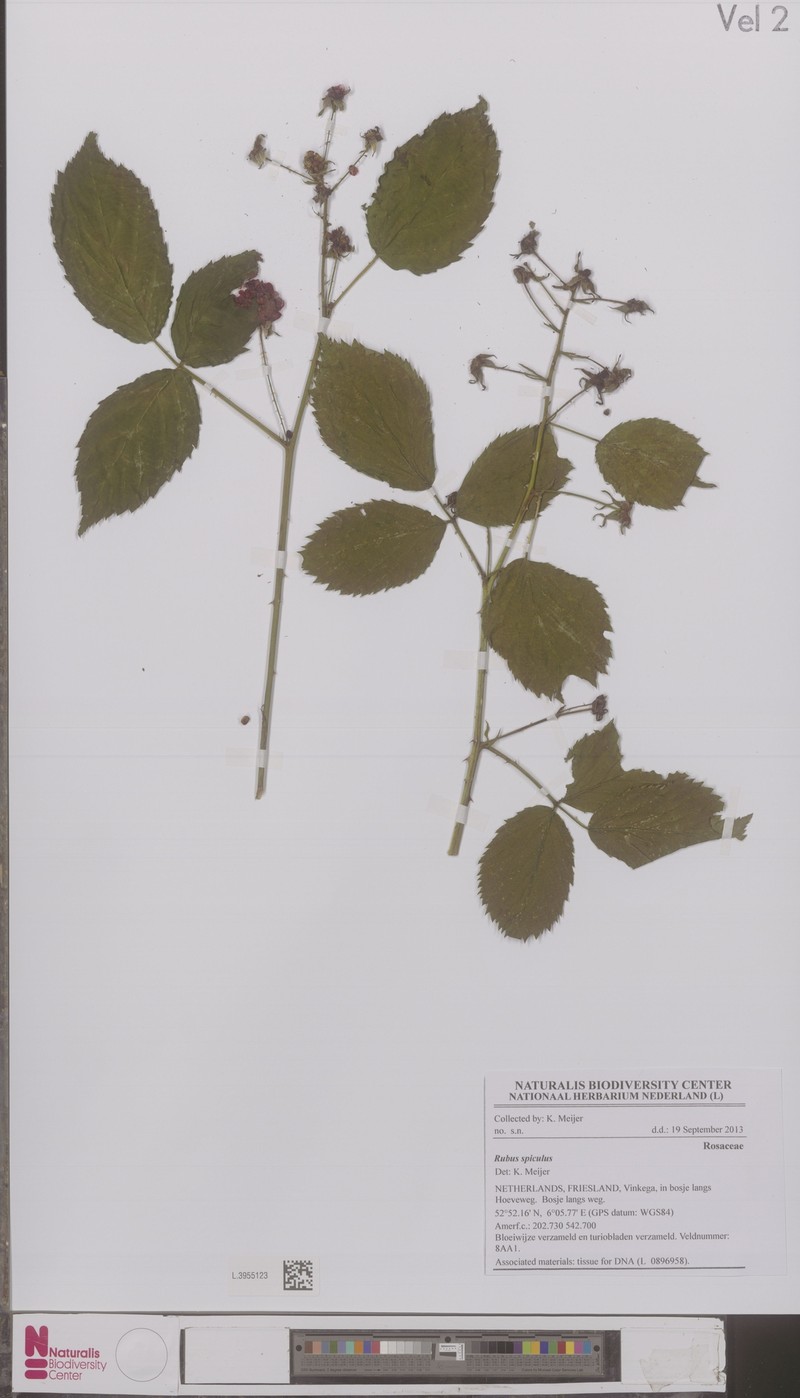 Rubus spiculus photo 3
