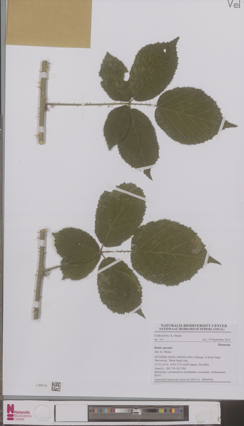 Rubus spiculus photo 4