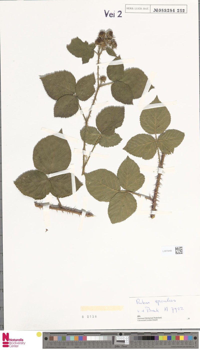 Rubus spiculus photo 5