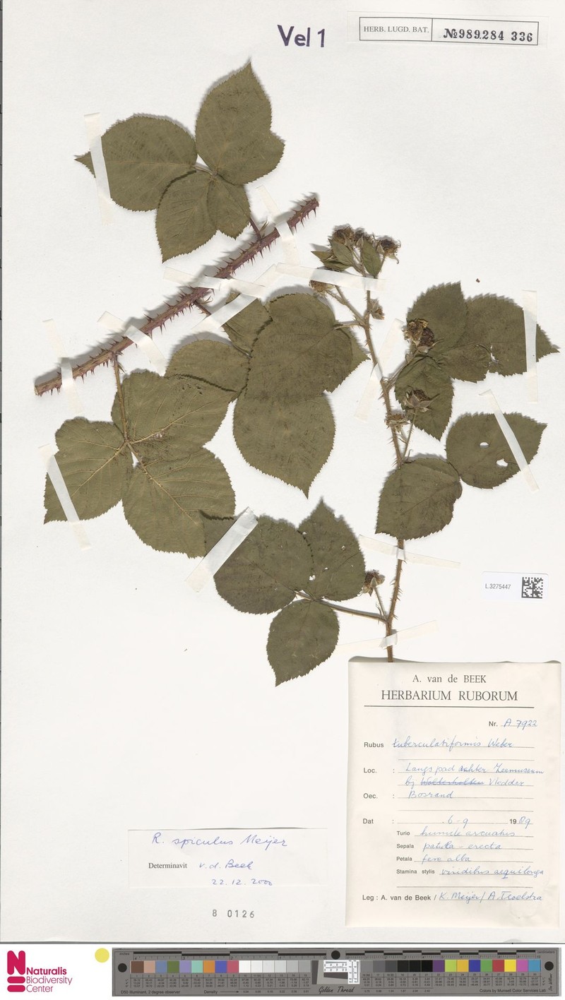 Rubus spiculus photo 6