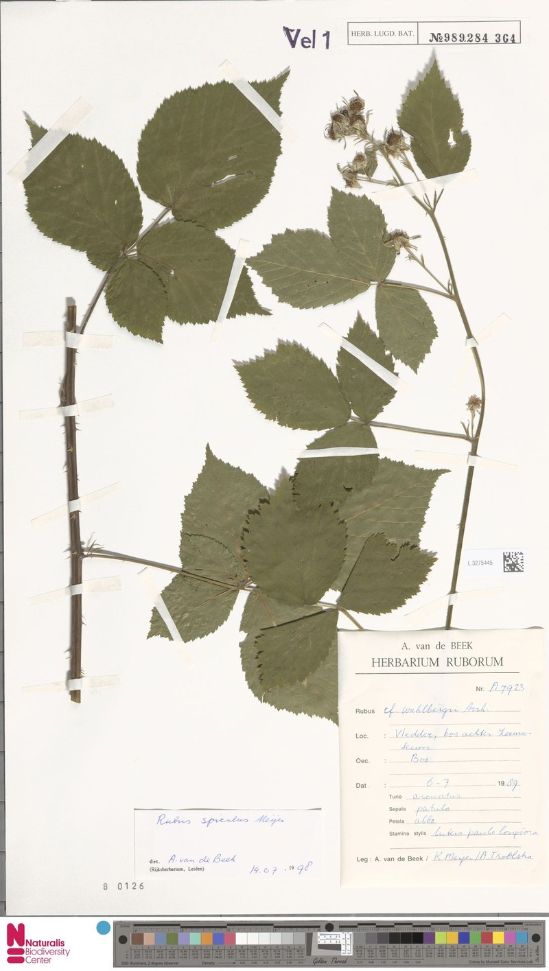 Rubus spiculus photo 7