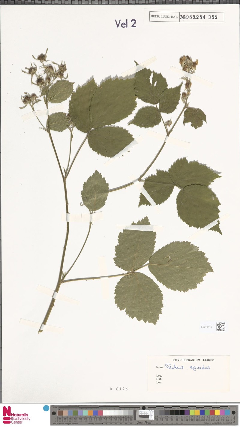 Rubus spiculus photo 8