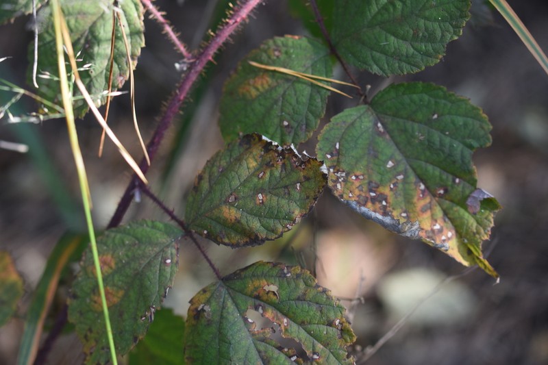 Rubus spinulosoides