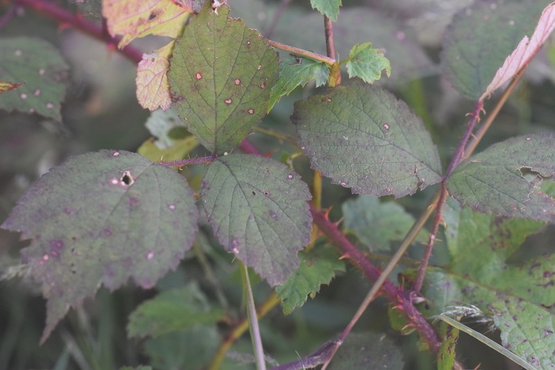 Rubus spinulosoides photo 2
