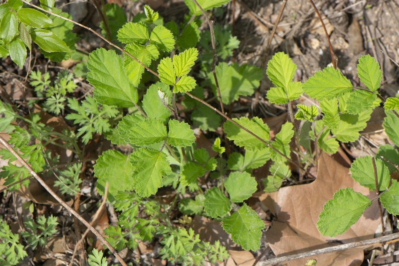 Rubus spinulosoides photo 3