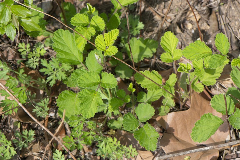 Rubus spinulosoides photo 4