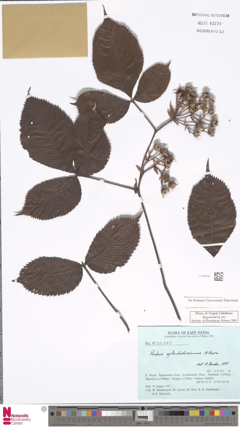Rubus splendidissimus