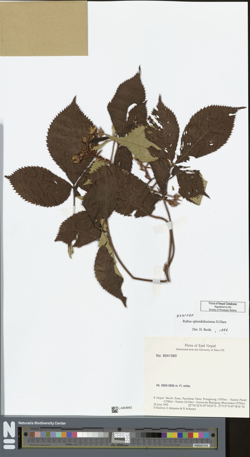 Rubus splendidissimus photo 2