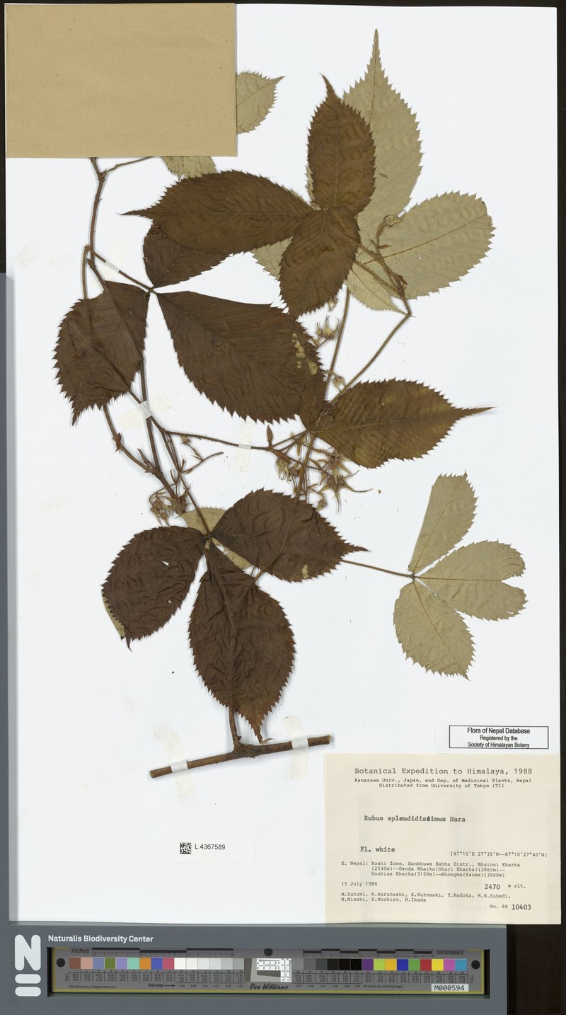 Rubus splendidissimus photo 3